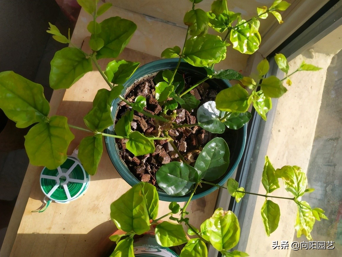 Fertilize jasmine in summer, organic fertilizer, phosphorus and