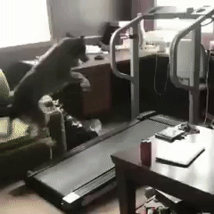 搞笑的GIF图：在绝对实力面前，就是个弟弟
