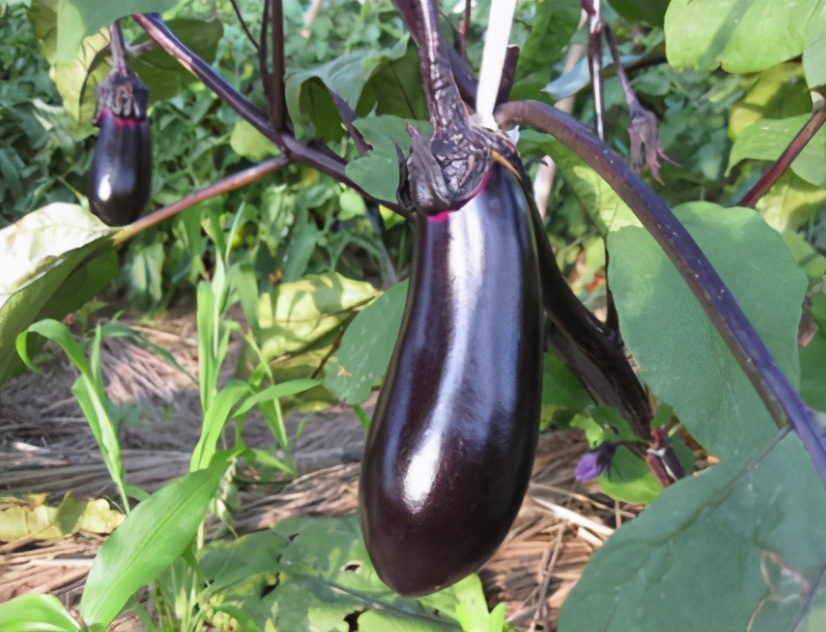 Is it better to buy long eggplants or round eggplants? It turns out