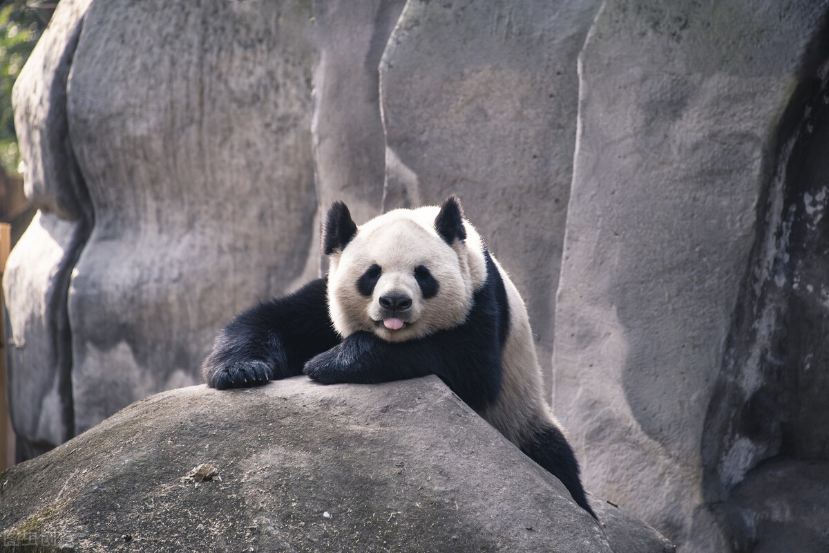 Mating Is Almost A Biological Instinct Why Do Some Pandas Dislike It