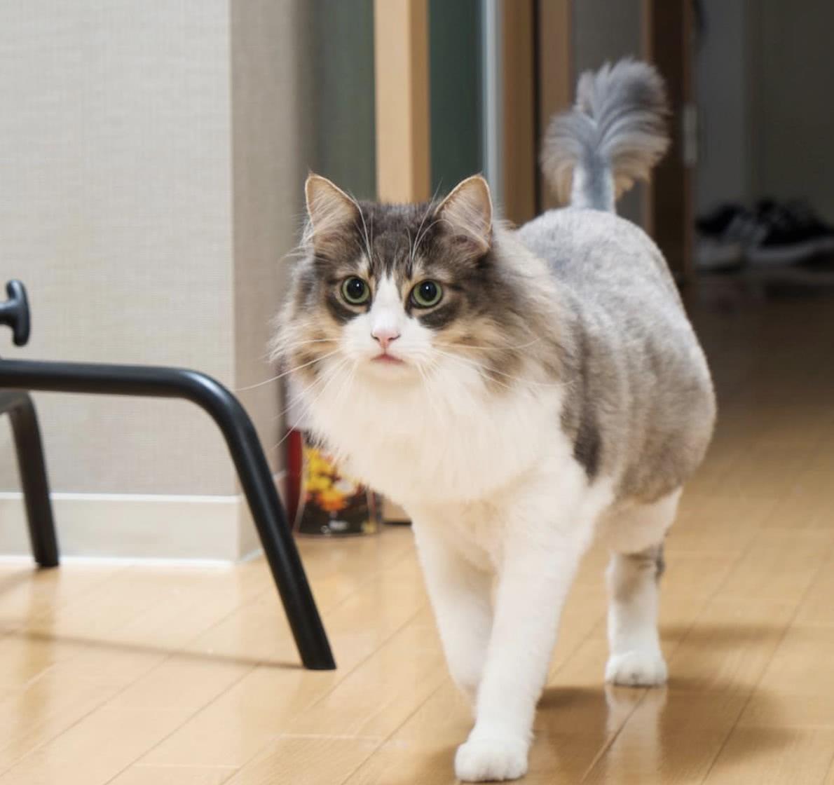 Cat's lifespan rankings the cats with the "longest lifespan" can live