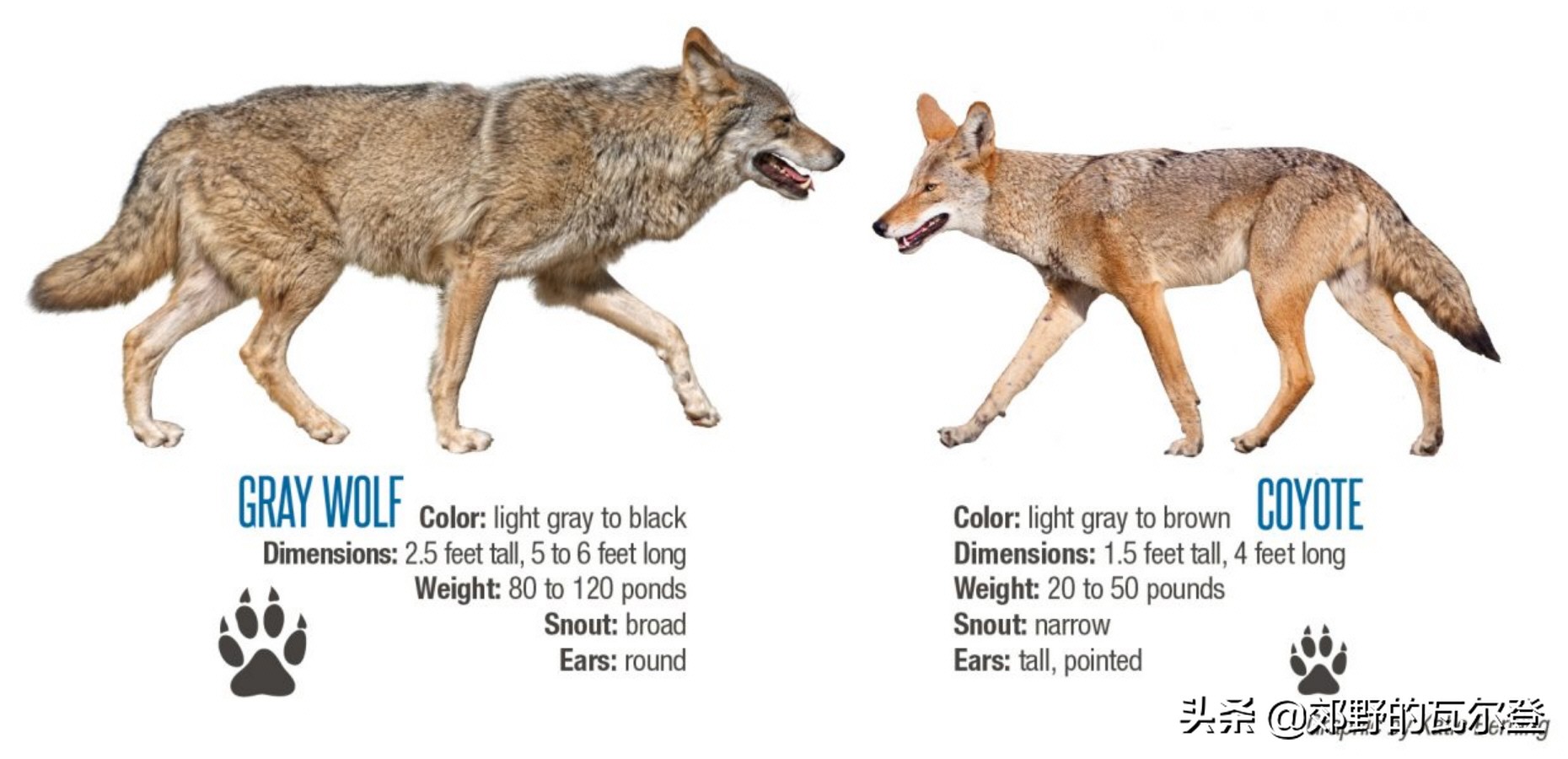 Coyotes and badgers, both enemies and friends, are more "rational" than