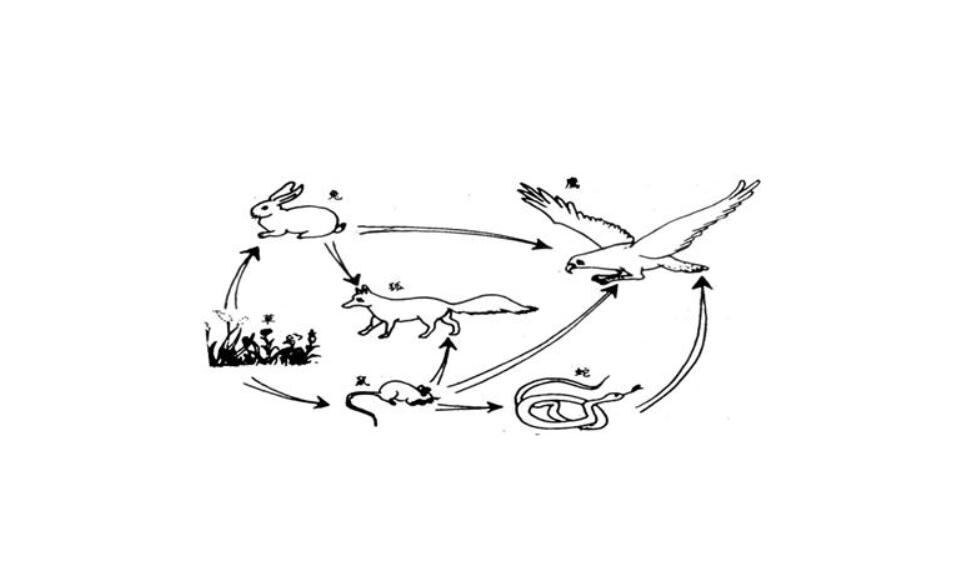 Snakes are afraid of goose fakes?Yunnan python swallows a whole goose