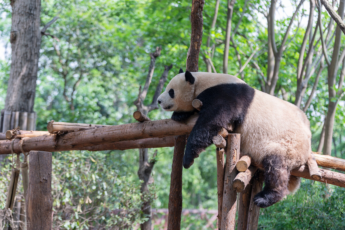 Mating Is Almost A Biological Instinct Why Do Some Pandas Dislike It