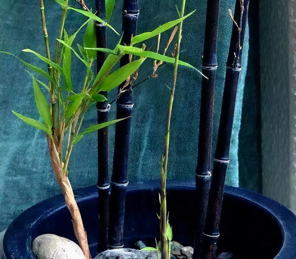 The disadvantage of balcony is "landscape", plant 4 kinds of "bamboo", you can grow bamboo
