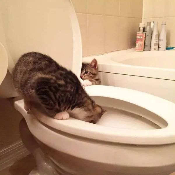Why do cats like to drink toilet water secretly? iNEWS