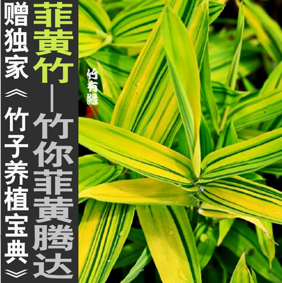 How can we grow small potted bamboos? iNEWS