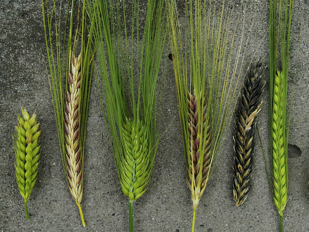 The most successful plant on earth, manipulating Homo sapiens 10,000