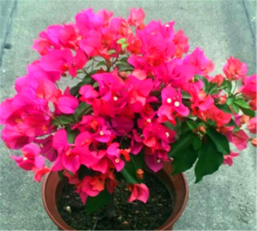 How to make Bougainvillea bloom without leaves?Turn on 3 small switches