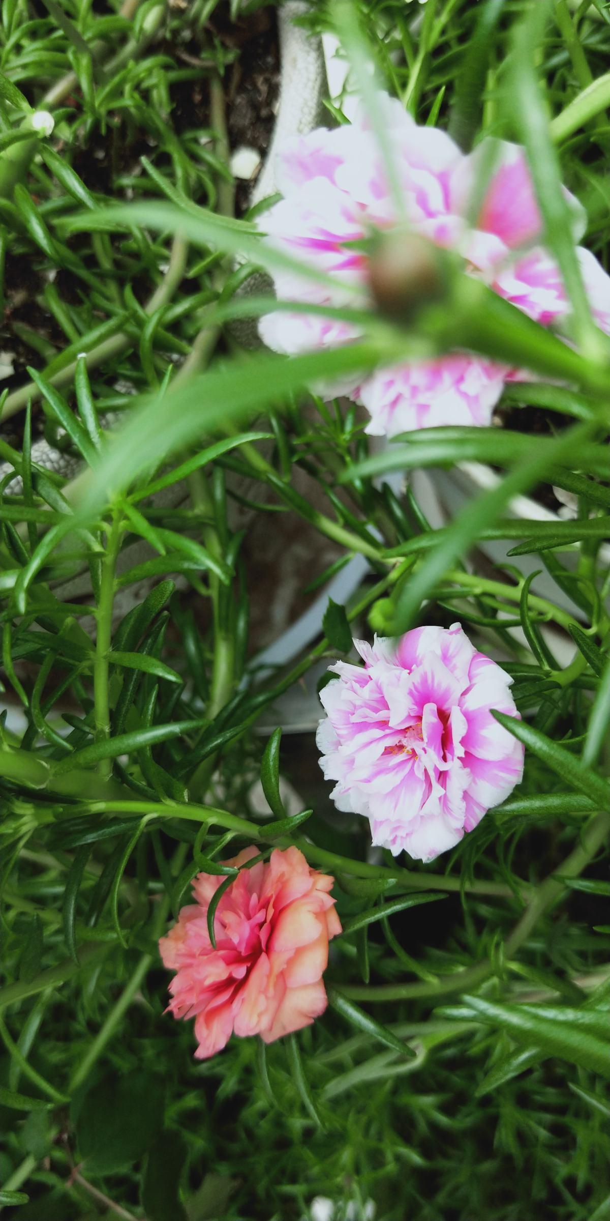 Common flowers, once they doublepetaled varieties, all of them