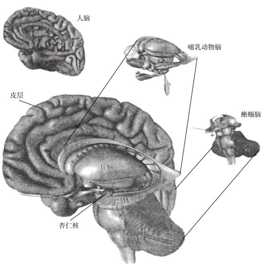 Why does the brain work like this-reading 