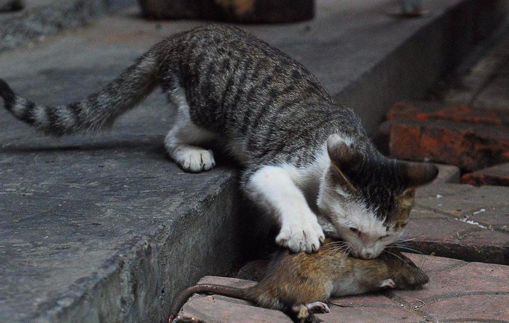 The strange behavior of female cats, why do they cry miserably during