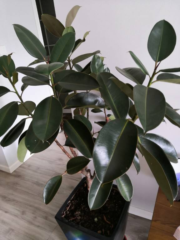 Raising a rubber tree at home, teach you 4 maintenance points, the