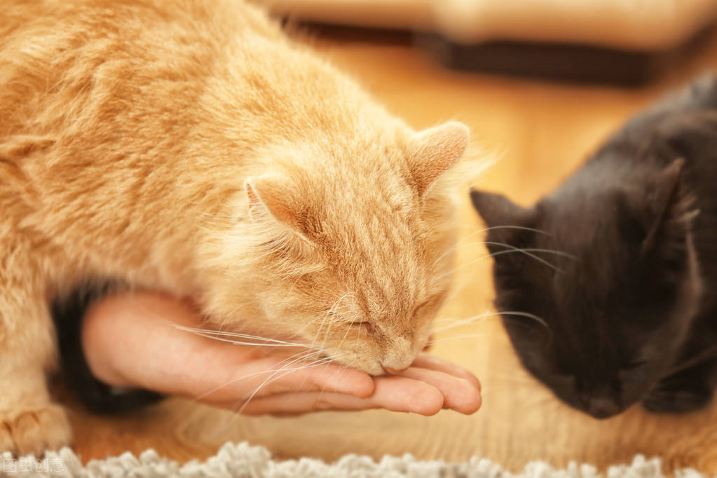 what-to-do-if-cat-eyes-are-red-and-swollen-with-discharge-inews