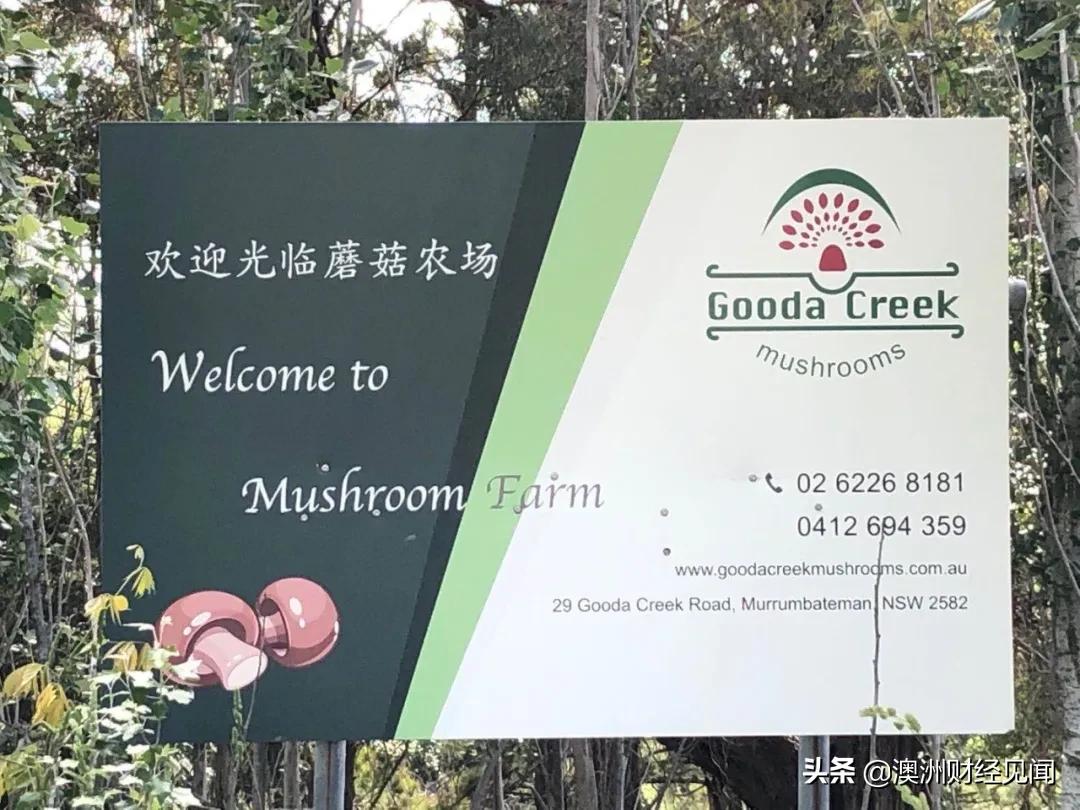 澳大利亚福建总商会“走进会企”第三站Gooda Creek蘑菇农场在堪培拉举行