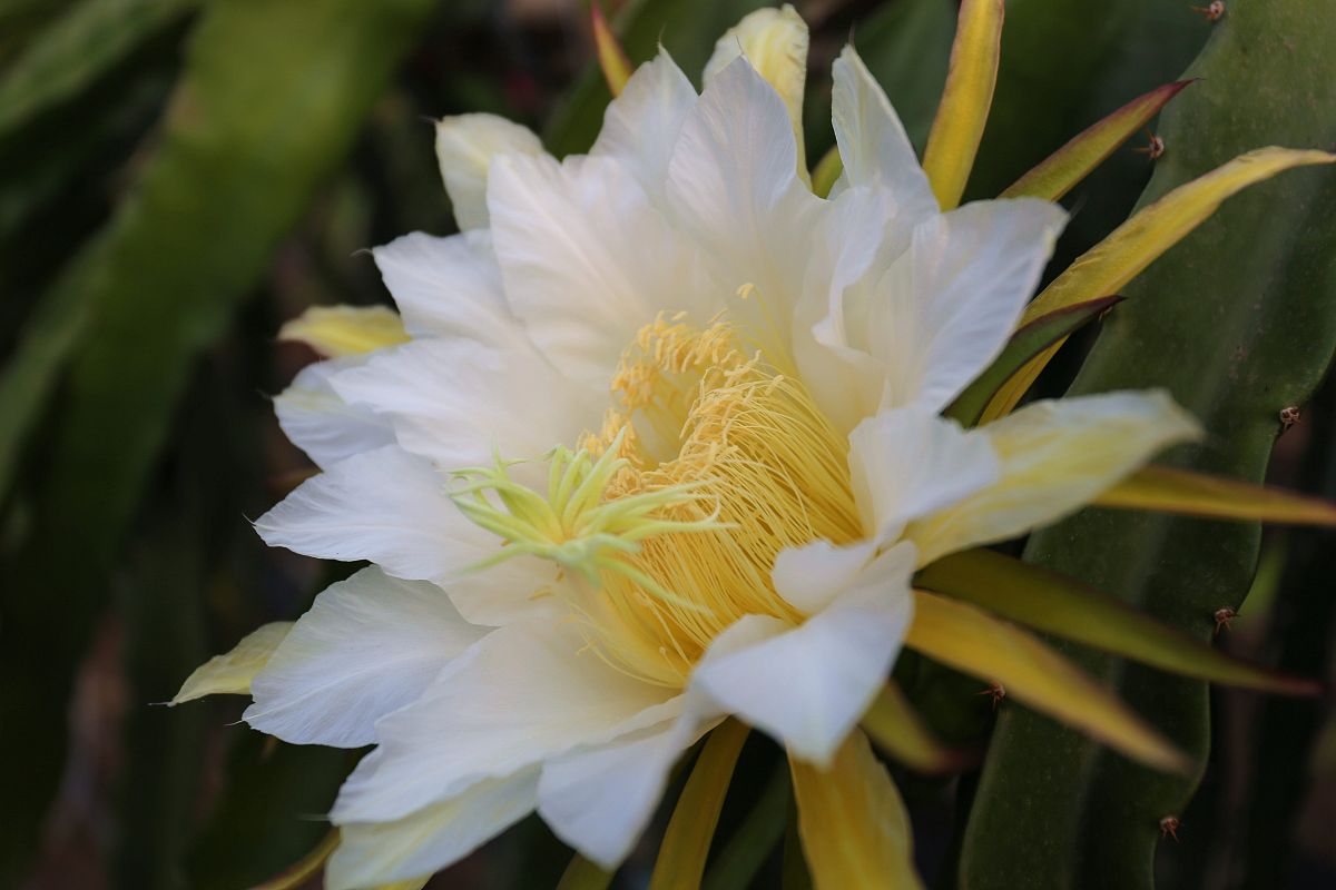 After the dragon fruit blooms, the flowers turn yellow and fall off