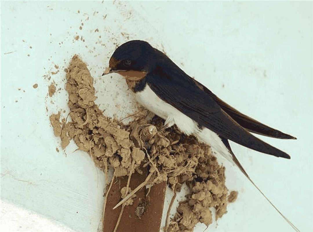Why do swallows like to build nests under human roofs?Is the meaning