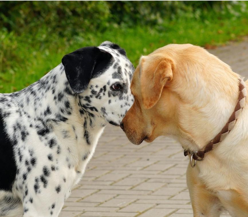 why do dogs turn after mating