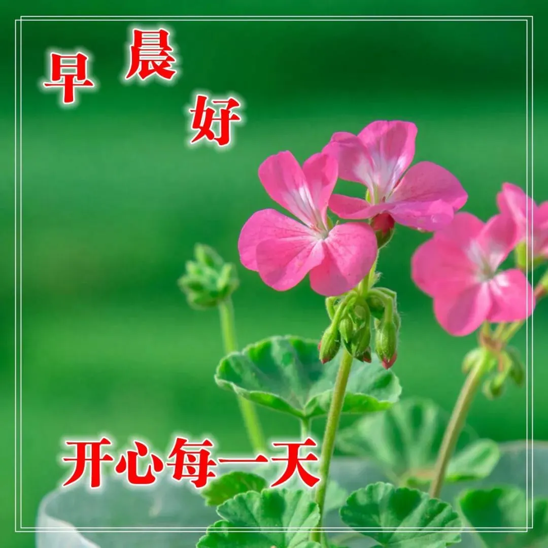 秋季秋日漂亮好看的早上好鲜花动态表情图片带字