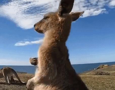 It #39 s more magical than the kangaroo shaking hands it must be World of It #39 s more magical than the kangaroo shaking hands it must be World of