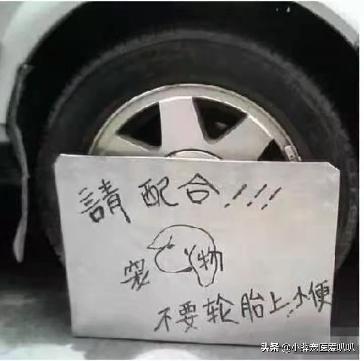 Dog urine can cause car tires to explode? iNEWS