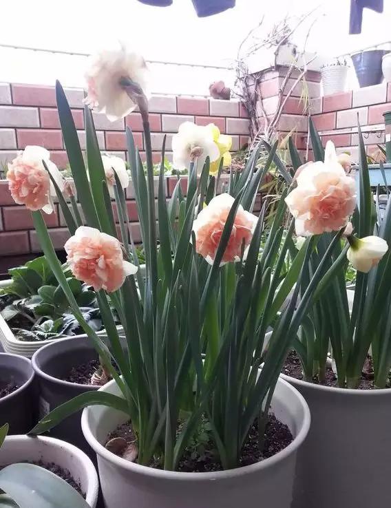 Flowers that won't die at minus 10 degrees, do not need to move into