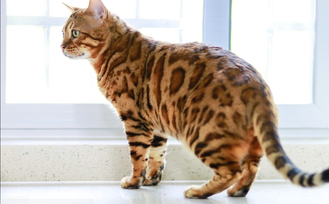 Top 10 most expensive cats in the world iNEWS