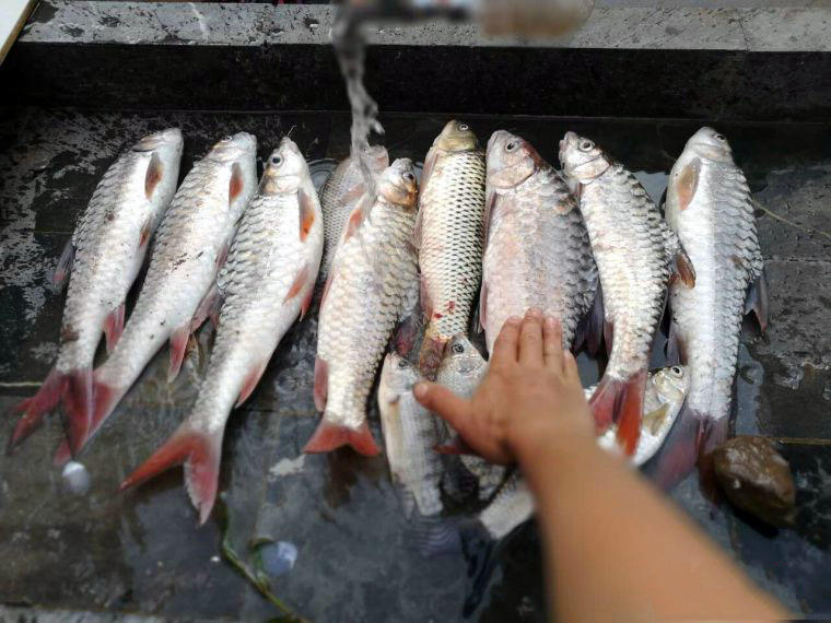 中国结鱼吉罗鱼红翅膀鱼