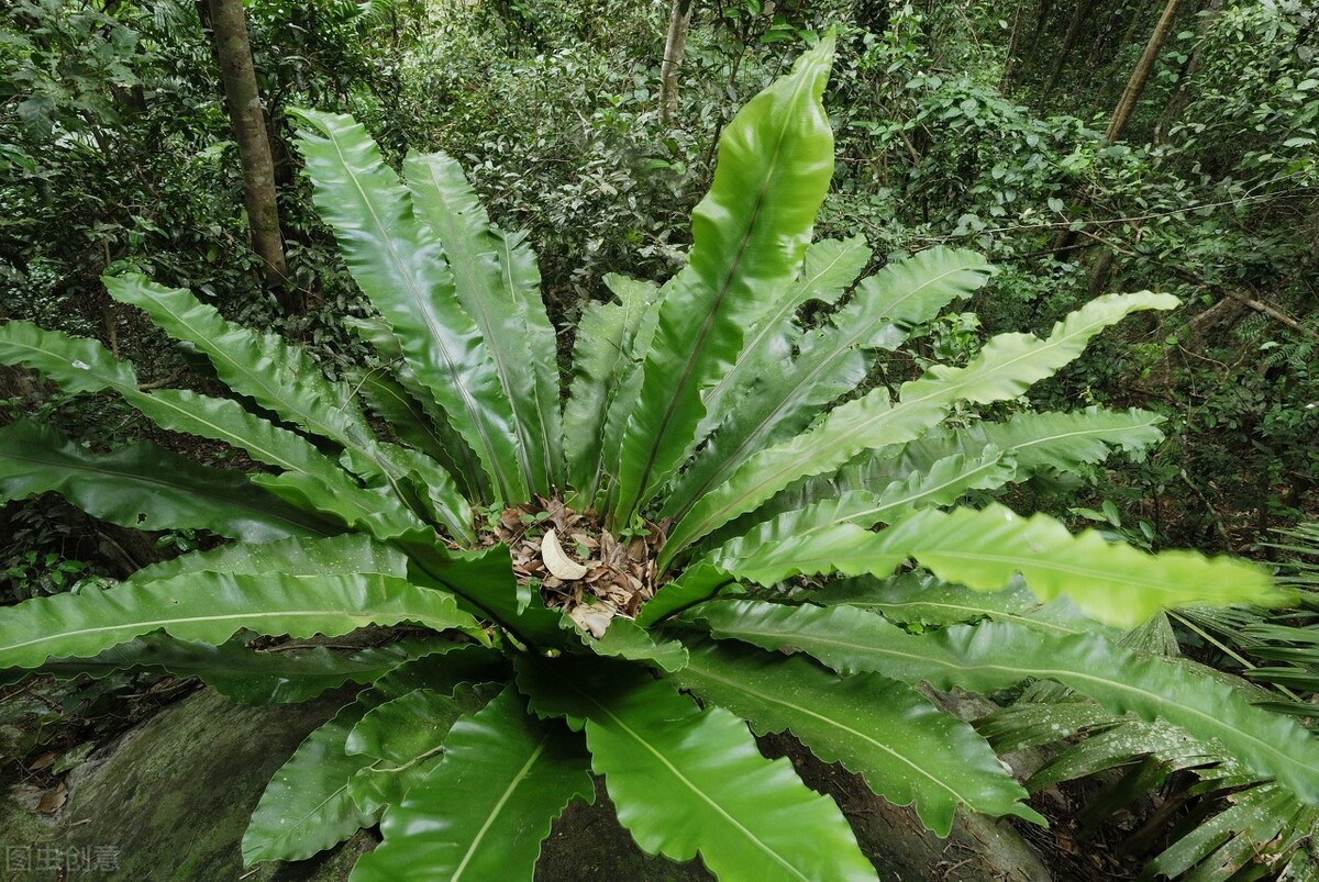 The bird's nest fern is good looking, good looking and super easy to