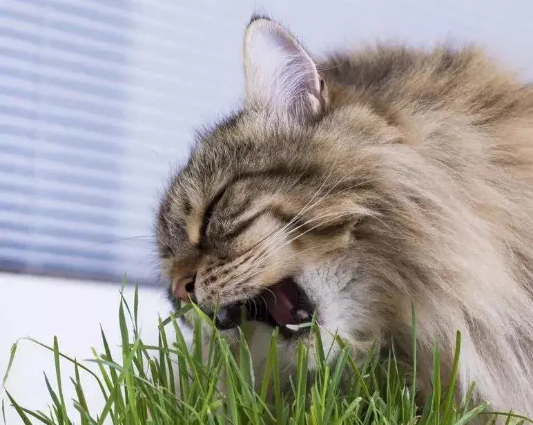 Why do cats love to bite paper towels?Don't think it's stupid anymore