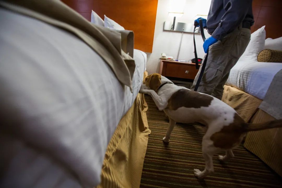 10 hotels with the highest bed bug risk in New York City, mostly around