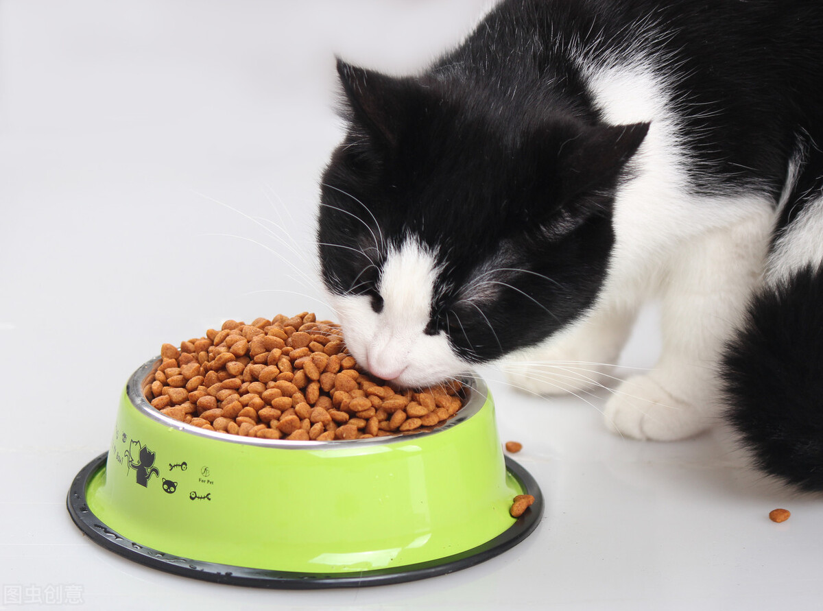 How to solve cat hair loss? iNEWS