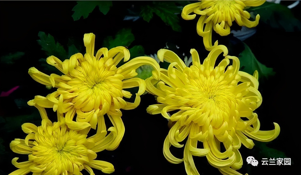 What kind of flowers do you like? What kind of personality do you think