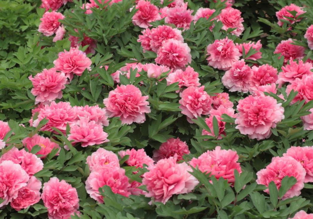 Only the true color of peony can move the capital when the flowers