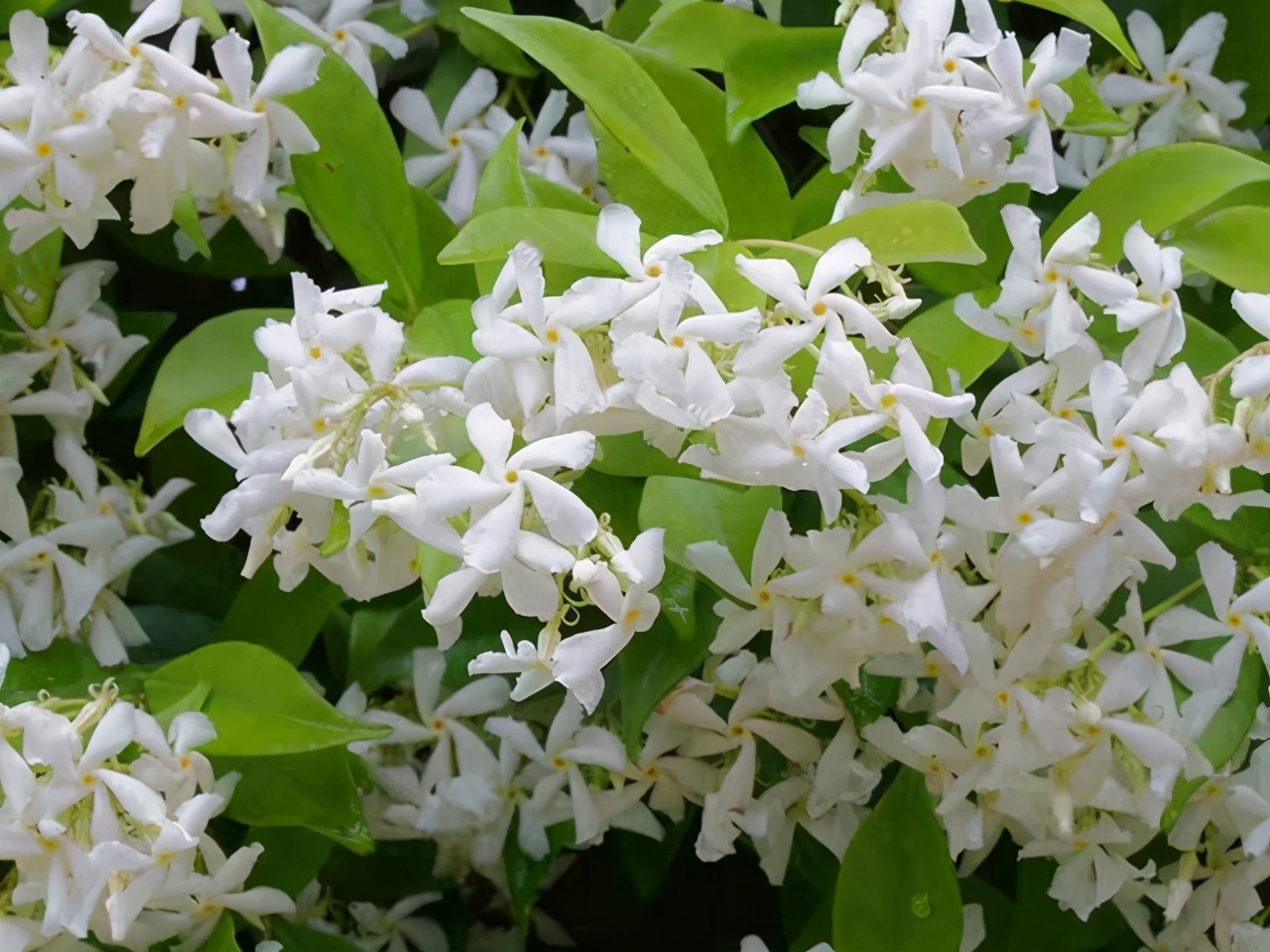 Windmill jasmine crawls all over the flower wall, full of fragrance - iNEWS