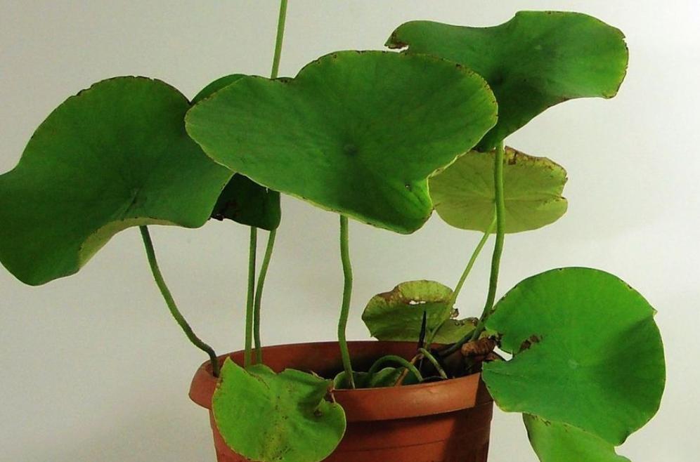 If you grow a bowl of lotus in summer, what causes the plant not to