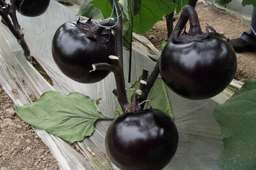 Is it better to buy long eggplants or round eggplants? It turns out