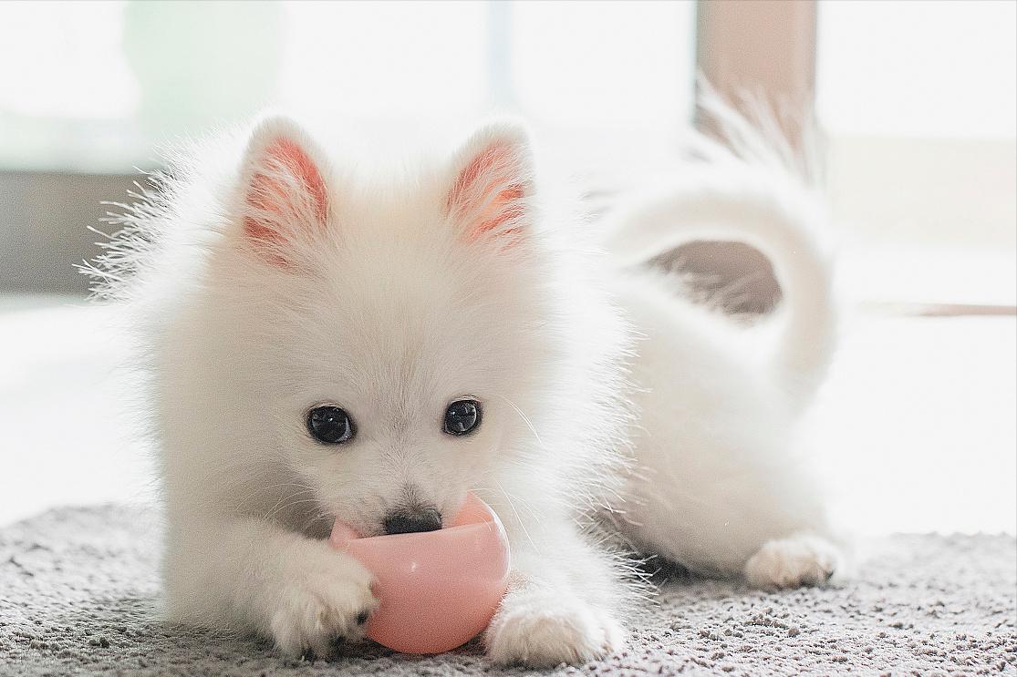 If you want to raise a dog that is easy to raise and not too expensive