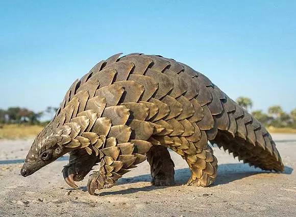 The Polygamous Pangolins Mate For 20 Consecutive Days During The Estrus Period Why Are They 