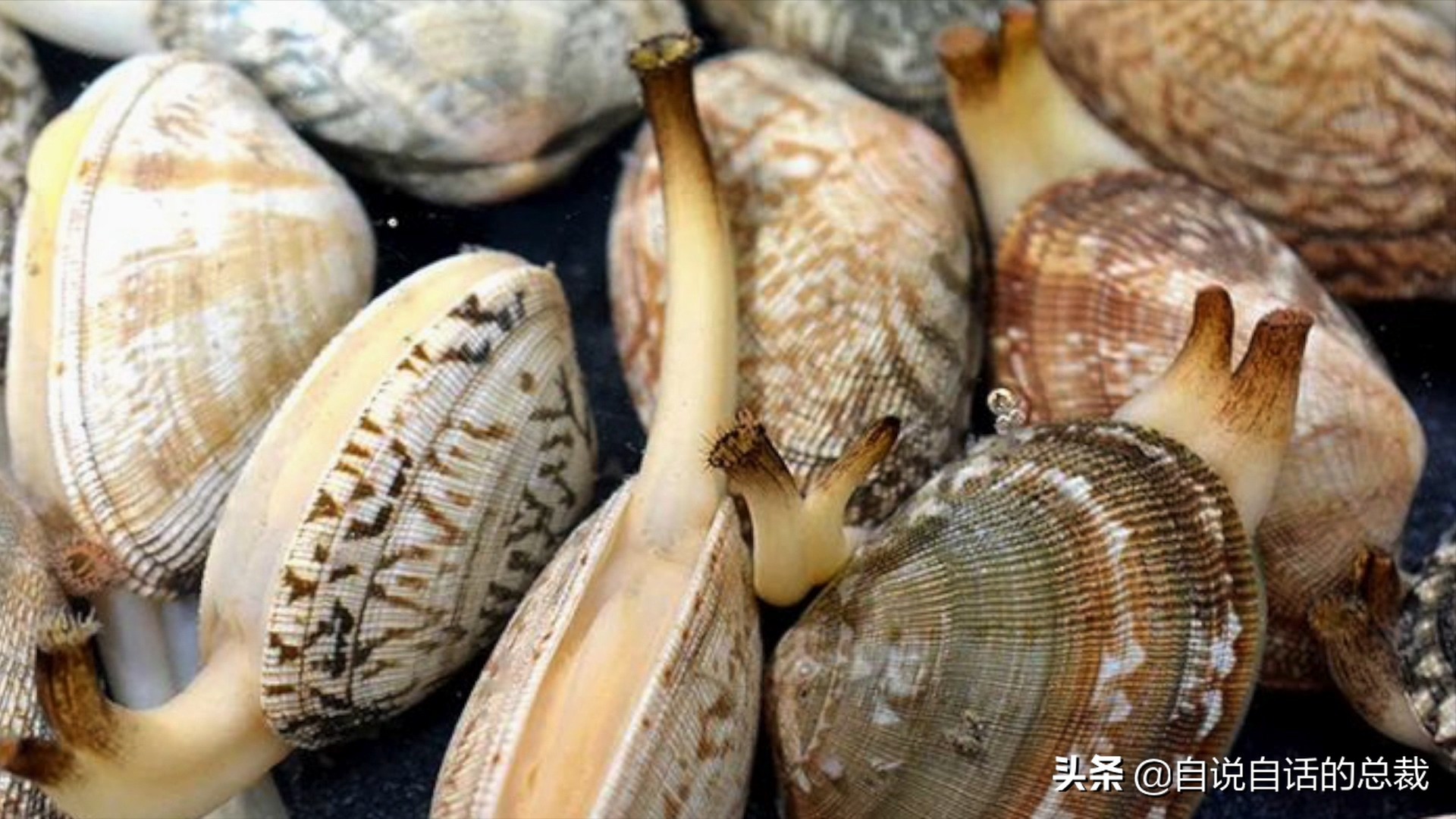 What is the difference between clams, cockles, clams, oysters, and