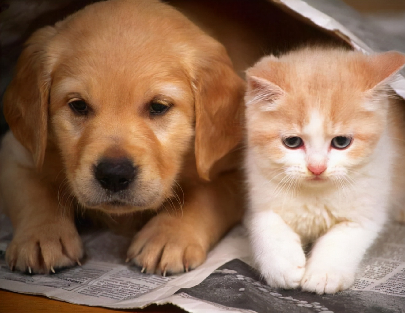 Why do female cats roll around after mating, turning their heads to