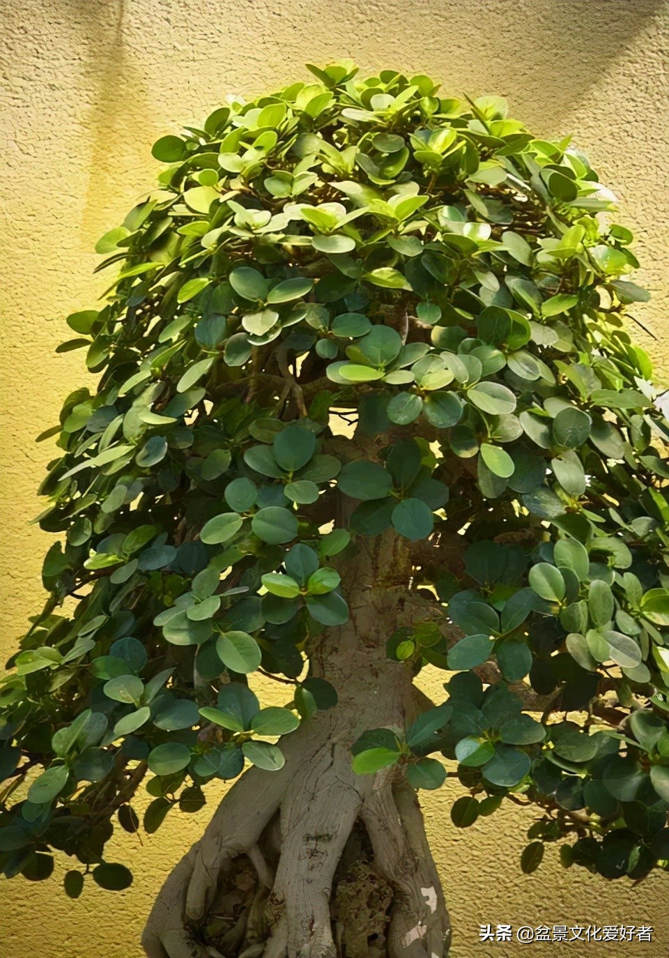 Seeing the advantages and disadvantages of bonsai from the six places