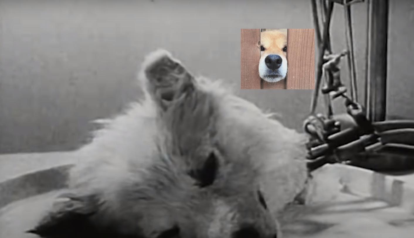 dog head experiment reddit