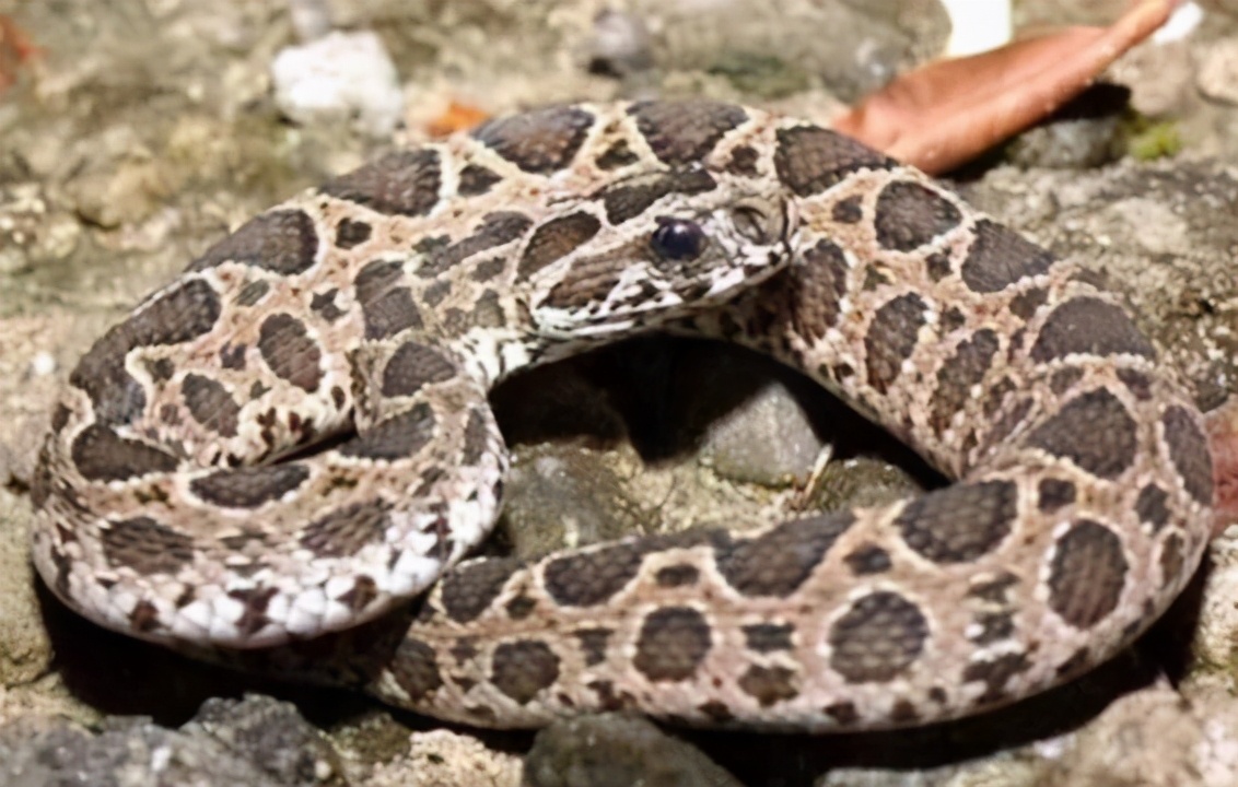 It is said that if you hit a snake and hit seven inches, will the snake ...