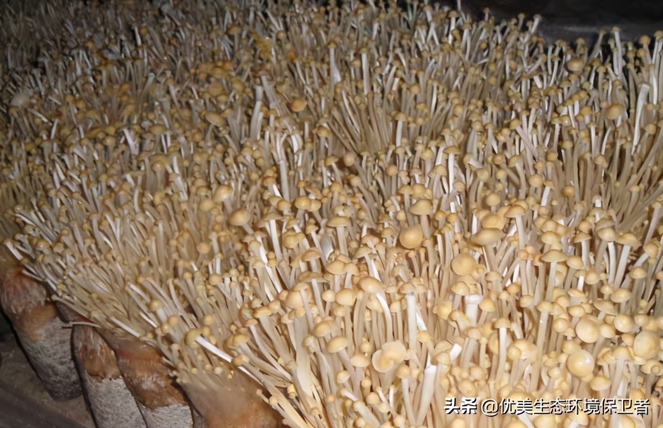 Enoki mushrooms are jokingly called "See you tomorrow." Wouldn't they