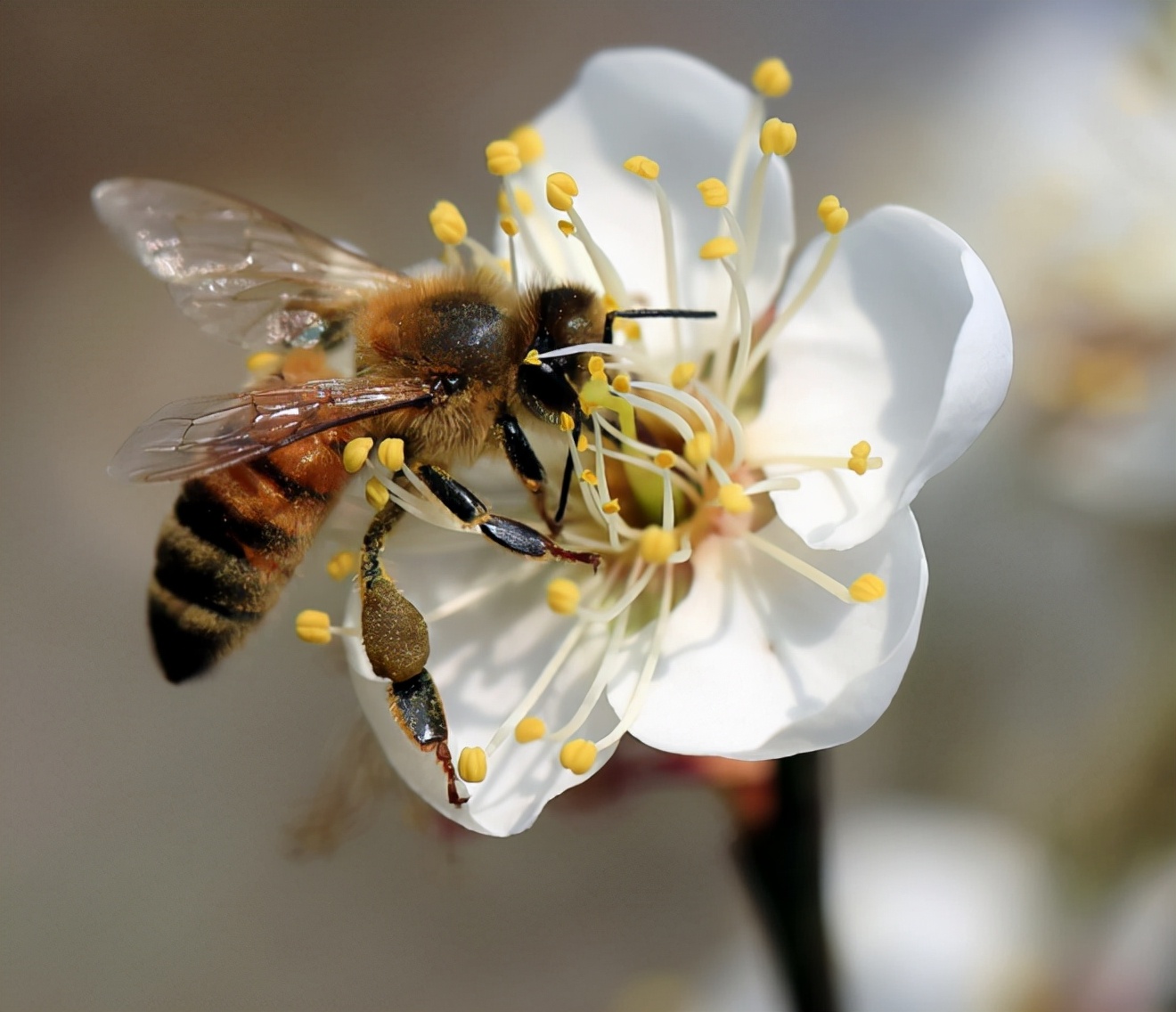 Protecting biodiversity, BMW sets a benchmark for the automotive ...