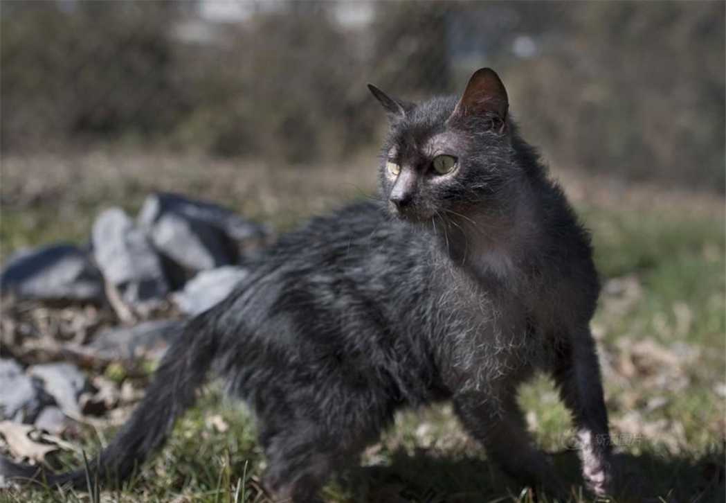 Why do female cats cry miserably when they mate, roll around the floor