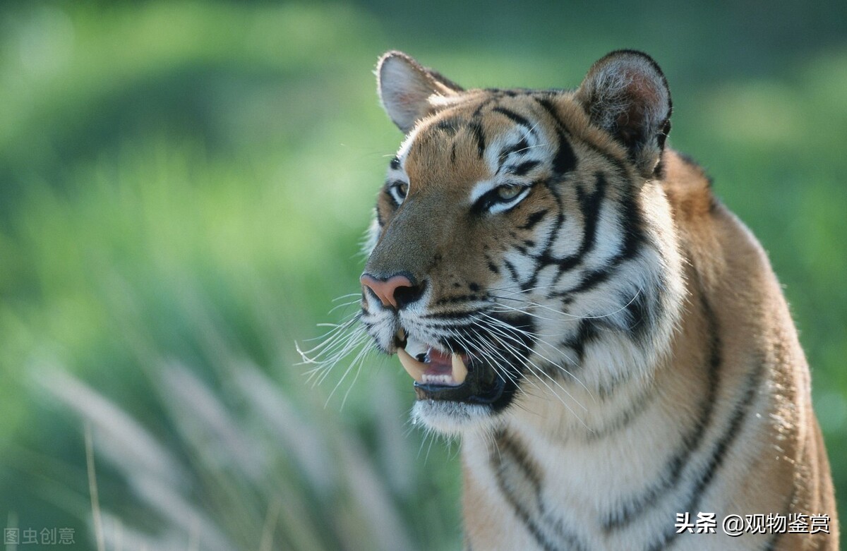 Cats and tigers are the same ancestor and share common characteristics