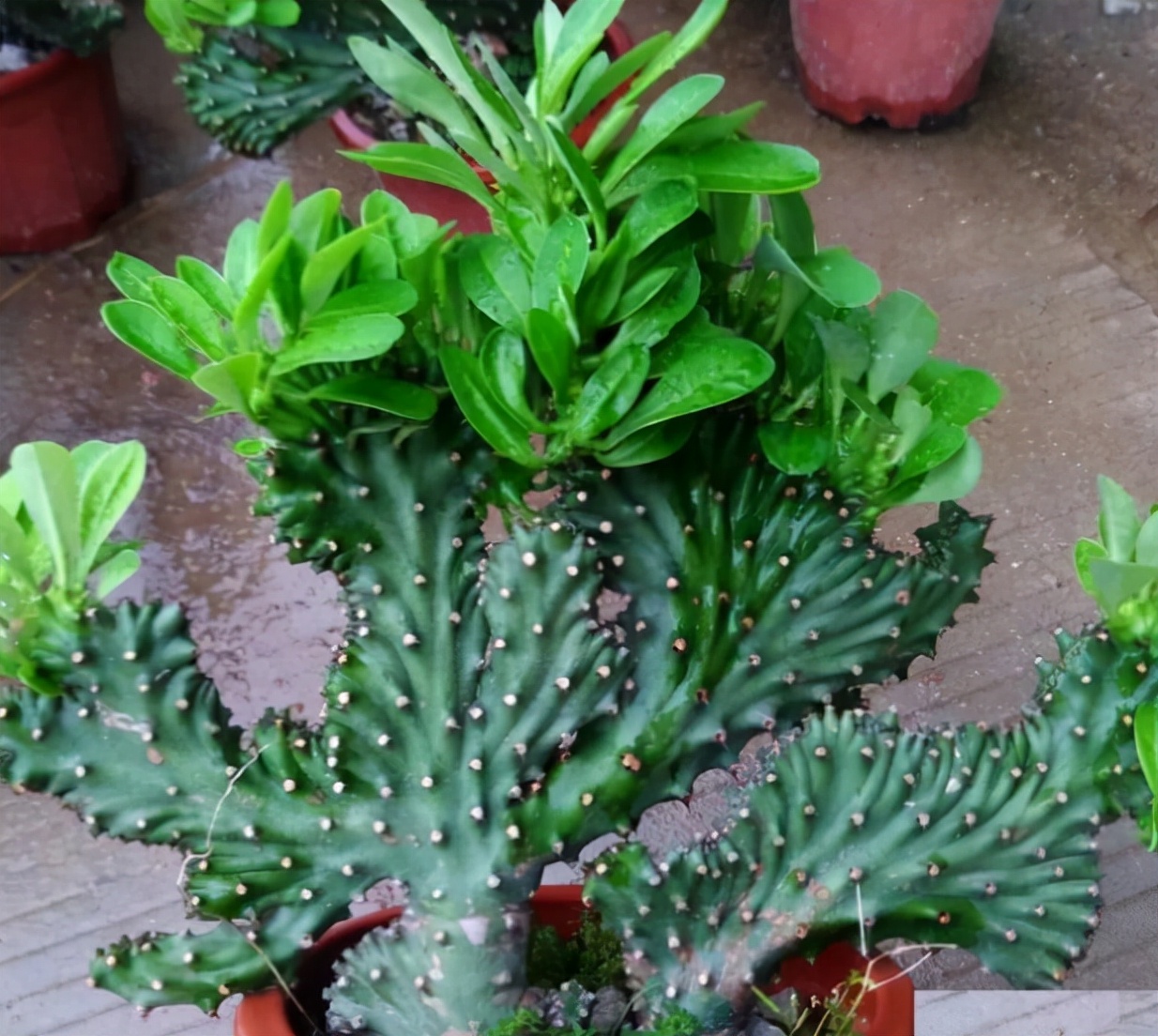 6 kinds of poisonous succulents, maybe your family will raise them ...