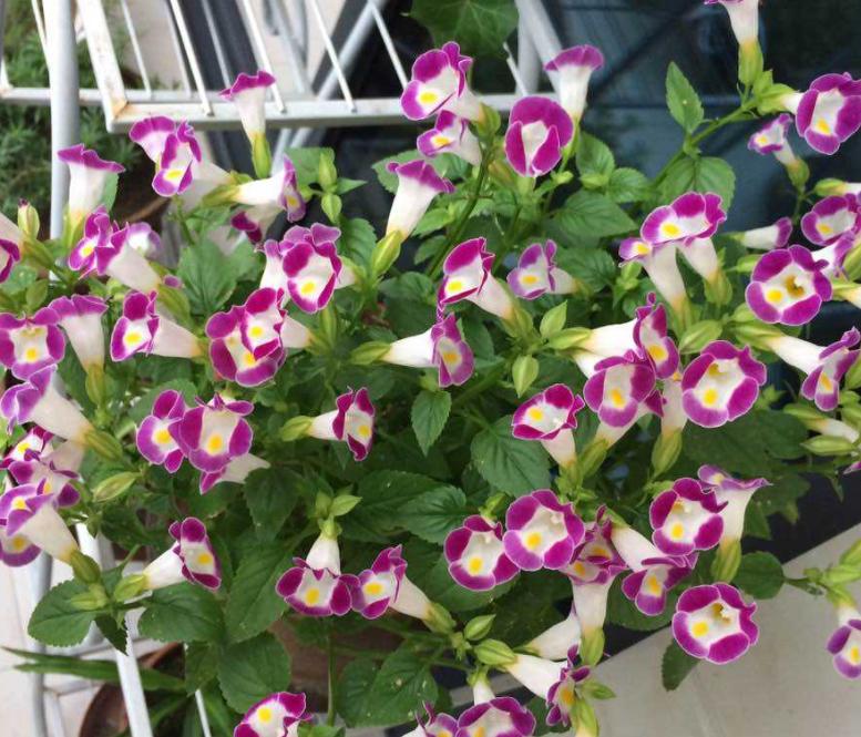 The powerful summer pansy flowers will not die in the summer, the more